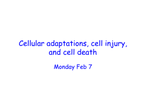 Cellular adaptations, cell injury, and cell death Monday Feb 7