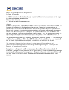 Studies on a purified cellobiose phosphorylase by James K Alexander