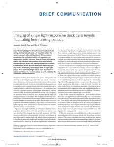 B R I E F   C O M... Imaging of single light-responsive clock cells reveals fluctuating free-running periods