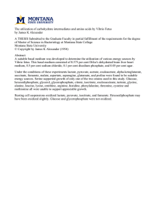 The utilization of carbohydrate intermediates and amino acids by Vibrio... by James K Alexander