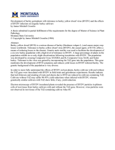 Development of barley germplasm with tolerance to barley yellow dwarf... of BYDV infection on isogenic barley cultivars