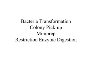 Bacteria Transformation Colony Pick-up Miniprep Restriction Enzyme Digestion