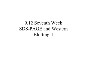 9.12 Seventh Week SDS-PAGE and Western Blotting-1