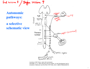 Autonomic pathways: a selective schematic view