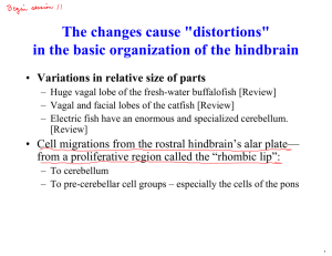 The changes cause &#34;distortions&#34; in the basic organization of the hindbrain