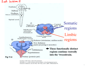 Somatic regions Limbic These functionally distinct