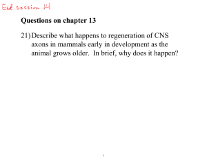 21) Describe what happens to regeneration of CNS