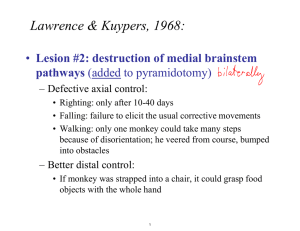 Lawrence &amp; Kuypers, 1968: Lesion #2: destruction of medial brainstem pathways