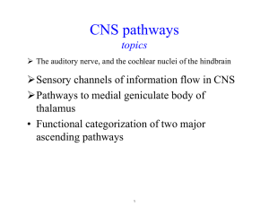 CNS pathways