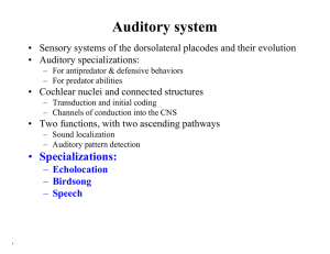 Auditory system