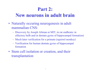 Part 2: New neurons in adult brain mammalian CNS: