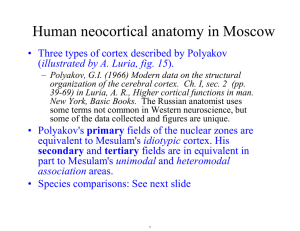 Human neocortical anatomy in Moscow illustrated by A. Luria, fig. 15