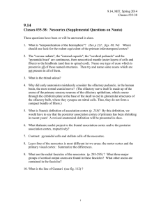 9.14 Classes #35-38:  Neocortex (Supplemental Questions on Nauta)