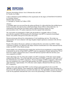 Epizootic hemorrhagic disease virus in Montana deer and cattle