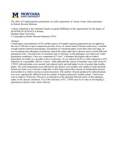 The effect of Cephalosporium gramineum on yield components of various... by Robert Howard Johnston