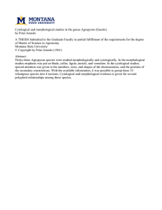 Cytological and morphological studies in the genus Agropyron (Gaertn)