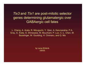 Tlx3 genes determining glutamatergic over GABAergic cell fates