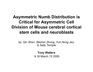 Asymmetric Numb Distribution is Critical for Asymmetric Cell stem cells and neuroblasts
