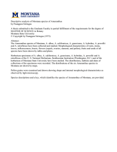 Descriptive analysis of Montana species of Amaranthus by Paungpen Sirirugsa