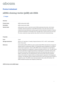 siRNA cloning vector (pGB) siRNA cloning vector (pGB) ab12506 ab12506 Product datasheet