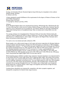 Ecology of reintroduced Rocky Mountain bighorn sheep following two transplants... Madison Range, Montana