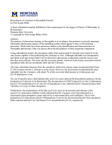 Biosynthesis of 2-ketones in Drosophila buzzatii by Paul Joseph Skiba