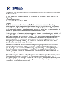 Management, inheritance, and gene flow of resistance to chlorsulfuron in... by Dawit Mulugeta