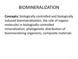 BIOMINERALIZATION