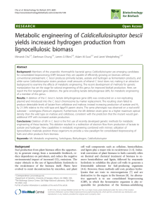 Metabolic engineering of Caldicellulosiruptor bescii yields increased hydrogen production from lignocellulosic biomass