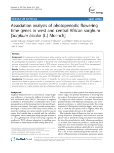 Association analysis of photoperiodic flowering [Sorghum bicolor (L.) Moench]