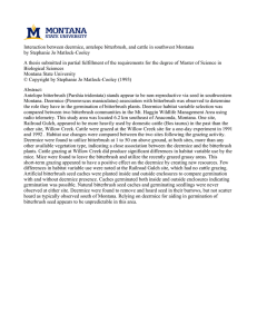 Interaction between deermice, antelope bitterbrush, and cattle in southwest Montana