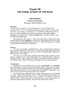 Chapter 9B  THE FOSSIL IS PART OF THE ROCK