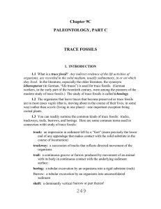 Chapter 9C  PALEONTOLOGY, PART C TRACE FOSSILS