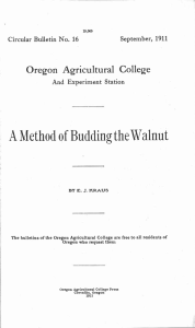 A Method of Budding the Walnut Oregon Agricultural College And Experiment Station