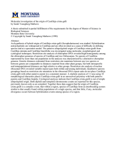 Molecular investigation of the origin of Castilleja crista-galli