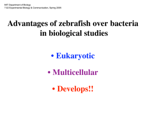 Advantages of zebrafish over bacteria in biological studies Eukaryotic Multicellular