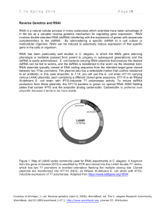 7 . 1 5   S p r i... P a g e 1 Reverse Genetics and RNAi