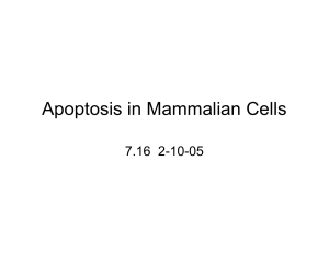 Apoptosis in Mammalian Cells 7.16  2-10-05