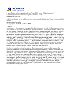 I. Identification and phylogenetic analysis of plant TERT genes, II.... Ribulosebisphosphate carboxylase/oxygenase activase in wheat