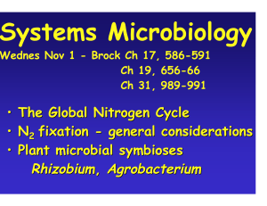 Systems Microbiology Rhizobium Agrobacterium •