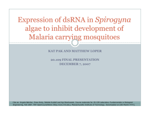 Spirogyna Expression of dsRNA in algae to inhibit development of Malaria carrying mosquitoes