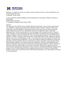 Influence of a legume covercrop on volunteer wheat, the wheat... wheat streak mosaic virus