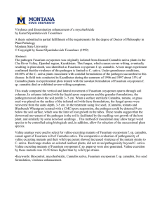 Virulence and dissemination enhancement of a mycoherbicide by Kanat Slyambekovich Tiourebaev