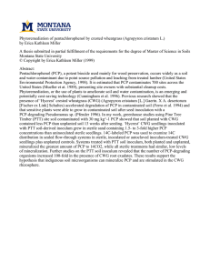 Phytoremediation of pentachlorophenol by crested wheatgrass (Agropyron cristatum L.)