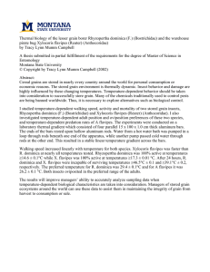 Thermal biology of the lesser grain borer Rhyzopertha dominica (F.)... pirate bug Xylocoris flavipes (Reuter) (Anthocoridae)