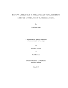 PHYSARIA FENDLERI FATTY ACID ACCUMULATION IN TRANSGENIC CAMELINA by