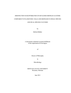 DISINFECTION SUSCEPTIBILITIES OF DETACHED BIOFILM CLUSTERS