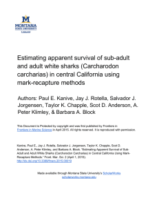 Estimating apparent survival of sub-adult and adult white sharks (Carcharodon