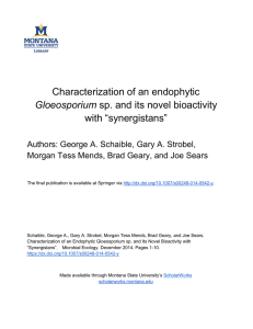 Characterization of an endophytic with “synergistans” Gloeosporium