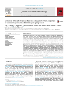 Evaluation of wireworms (Coleoptera: Elateridae) on spring wheat Gadi ,